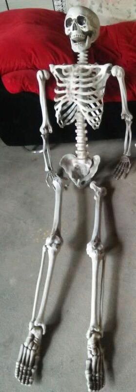 HA137 Skeleton 5ft