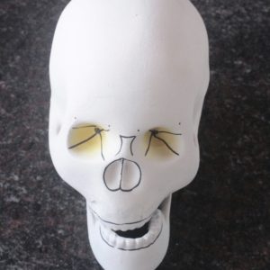 HA91 Skull Head